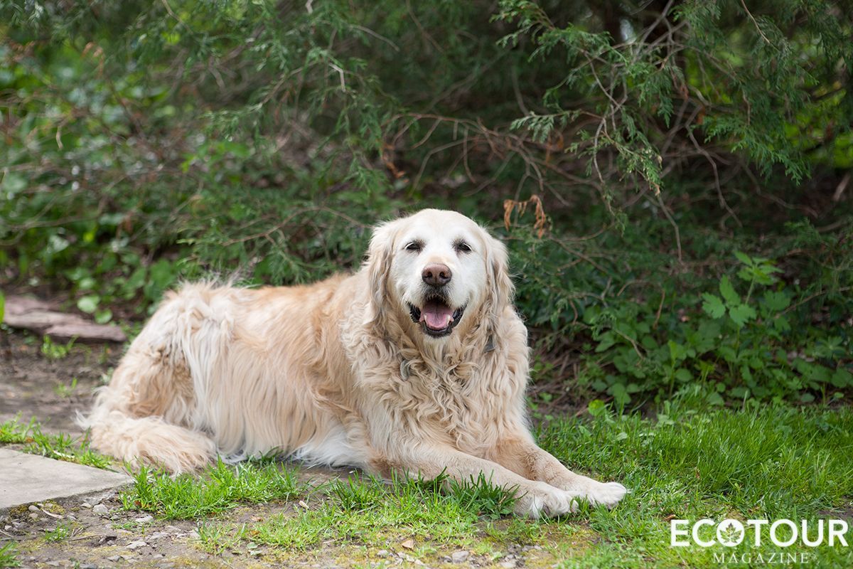 EcotourMag's tweet photo. We met Cedar, Carla's sweet and friendly Golden Retriever, at Bonnybank Bed and Breakfast #Travel #Ontario #Niagara #BnB https://t.co/Isaeq7DpOf https://t.co/sGRKtEMCrH