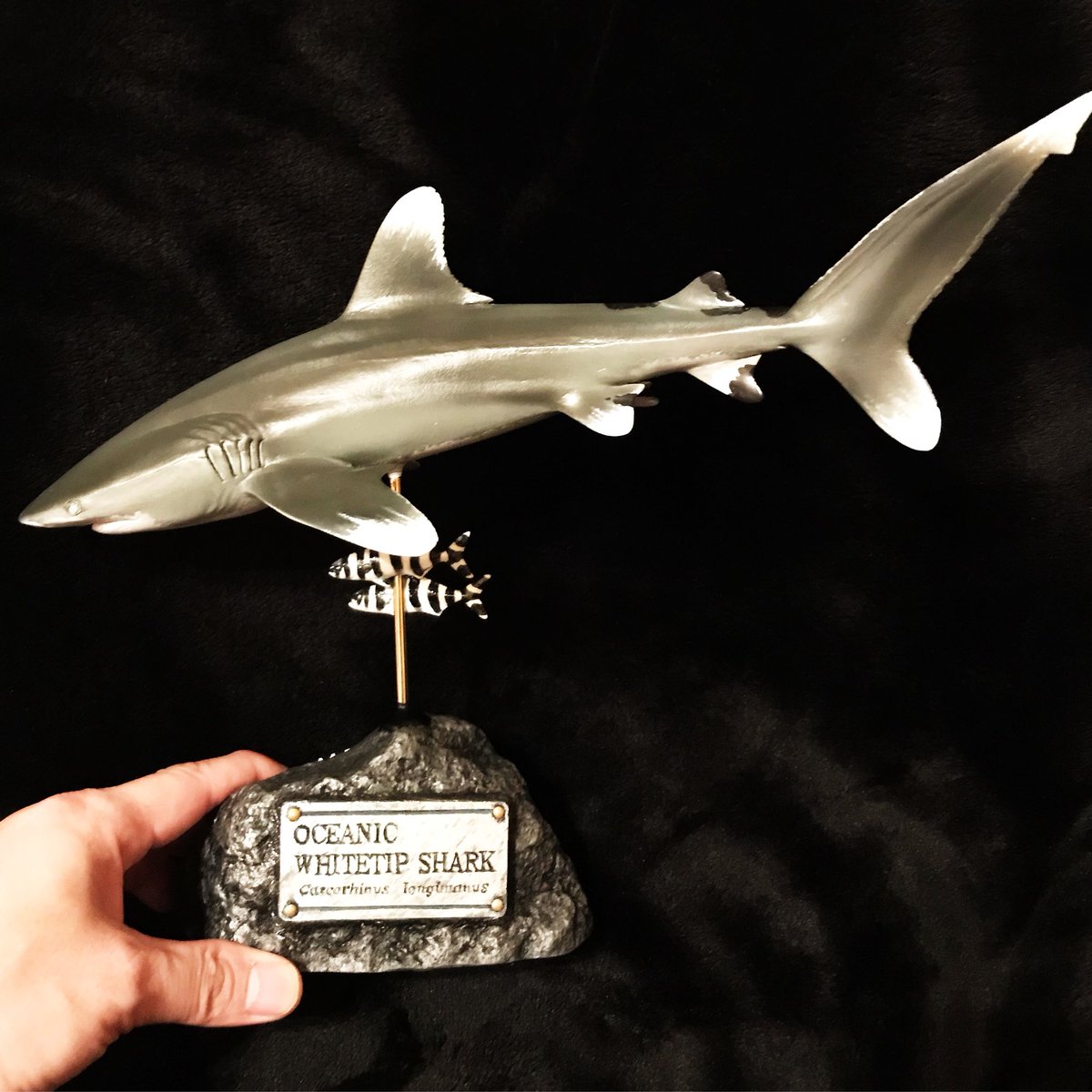 Oceanic whitetip shark #ヨゴレ #サメ #海洋工房