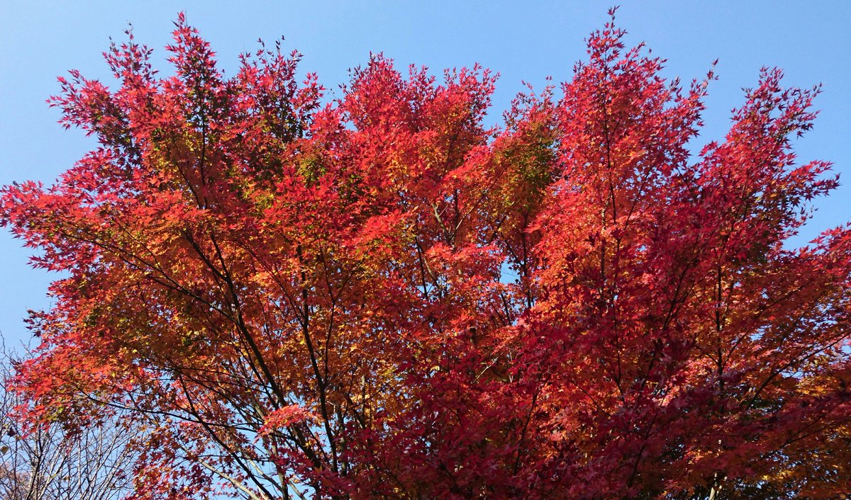 ainahi0620's tweet photo. 🐦🍃🌺🍃Twitterで繋がって🍃🌺🍃🐦
🐦🍃🌺くださっている皆様へ🌺🍃🐦

😢いつも温かいお言葉や♥🔃😢
🙇🍃ありがとうございます🍃🙇
🌺とても嬉しく励みになっています🌺

携帯を触れる時間がなかなか取れず皆様のところへお伺い出来ず😢又お返事が滞ってしまって本当に申し訳ありません🙇 https://t.co/QeP3oDvnoS
