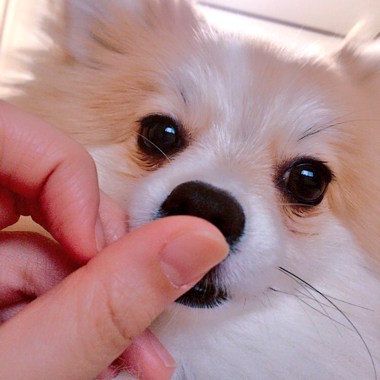 Ange_33333's tweet photo. ばーぶーぅ👶💕
今日のあんちゃん✨

#ポメラニアン #愛犬 #可愛い #犬好きさんと繋がりたい #わんこ https://t.co/veXfVDZ6oW