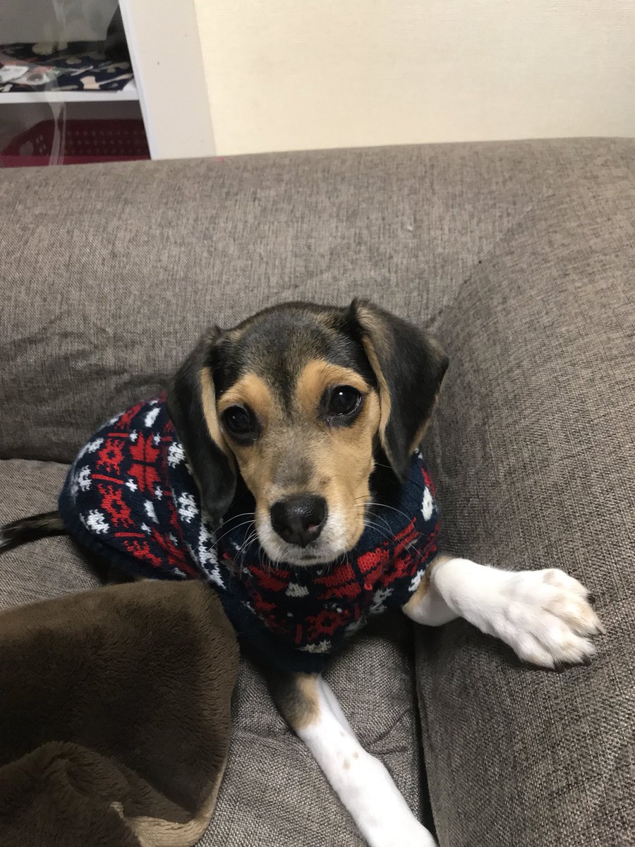 DaigorowErio's tweet photo. 最近頭が茶色くなってきた気がするの🐕 
#犬 #子犬 #ビーグル #頭 #毛 #茶色 https://t.co/NdyXukABR2