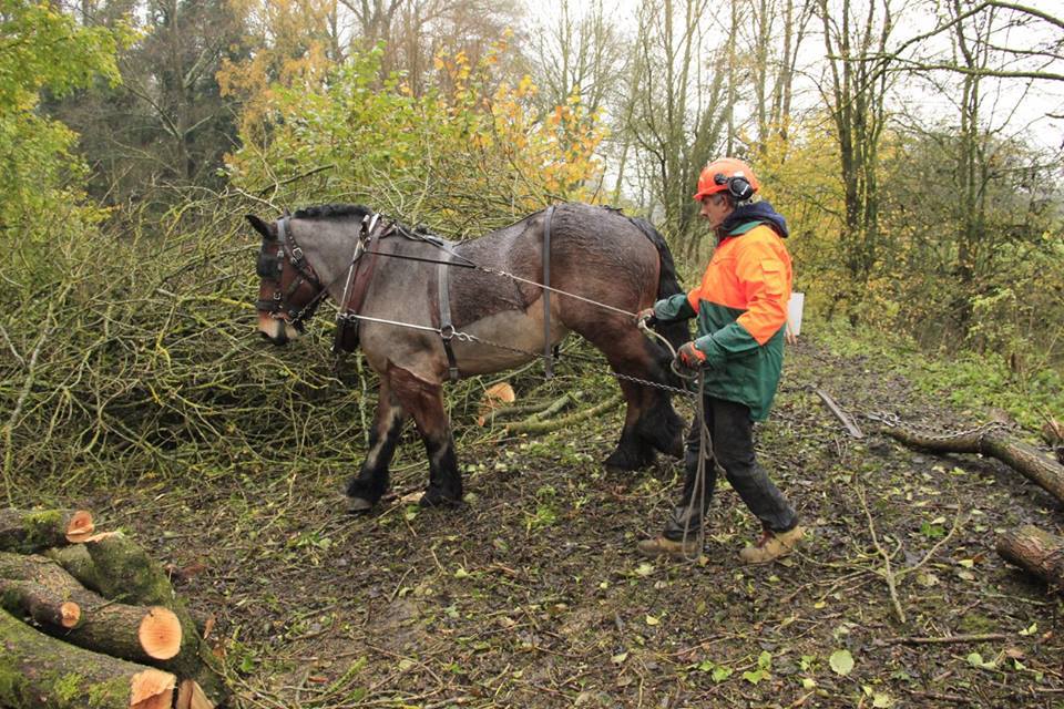 🚒🐴 👏 Retour en images sur un entraînement des sapeurs-pompiers du SDIS 59 près de l'étang d'Amaury, au sein d'un espace naturel sensible <a href="/lenord/">DepartementNord</a> <a href="/Sdis59/">Sapeurs-pompiers du Nord</a> <a href="/PompiersFR/">Pompiers de France</a> <a href="/hautsdefrance/">Région Hauts-de-France</a> #pompiers #lenord