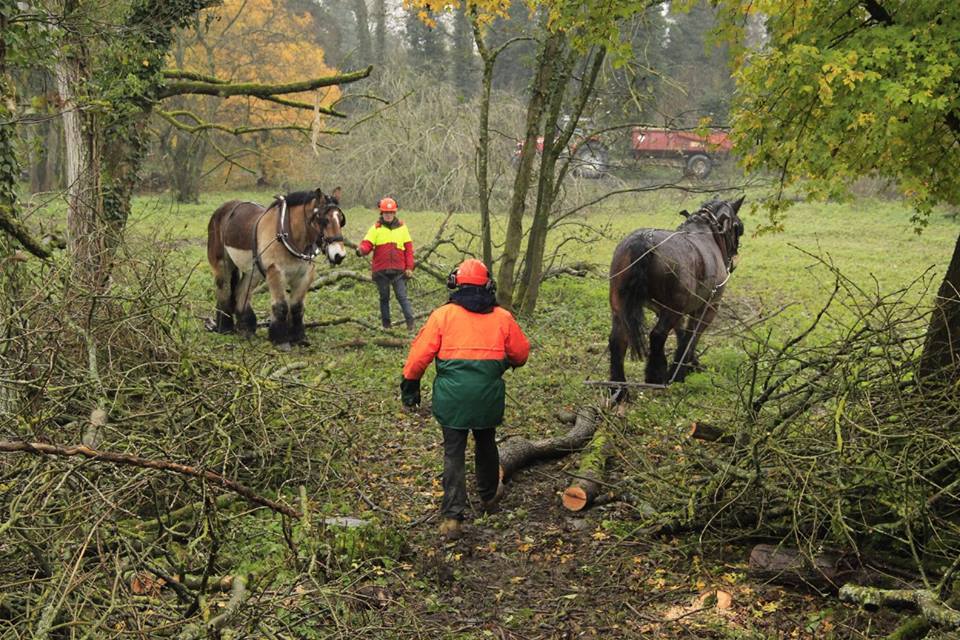 EquidesTravail's tweet photo. 🚒🐴 👏 Retour en images sur un entraînement des sapeurs-pompiers du SDIS 59 près de l'étang d'Amaury, au sein d'un espace naturel sensible @lenord @Sdis59 @PompiersFR @hautsdefrance #pompiers #lenord https://t.co/ciGU4FikuS