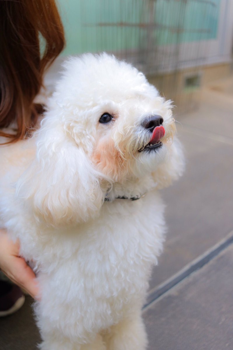 ___pokieve's tweet photo. カルピスくんおにぎりさんみたいで可愛い。 https://t.co/i8R8VFR1gJ