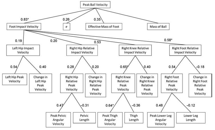 It is often stated that hierarchical or deterministic models in sports biomechanics provide great insights into technique. Do they?