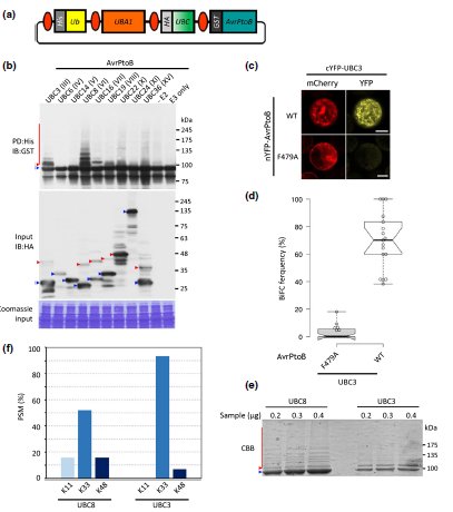 TrujilloLab's tweet photo. Check out our #UbiGate system! Straight forward #SynBio tool box to analyse #ubiquitination #GoldenGate https://t.co/aG6q2zjlng https://t.co/tDzI6BEKSC