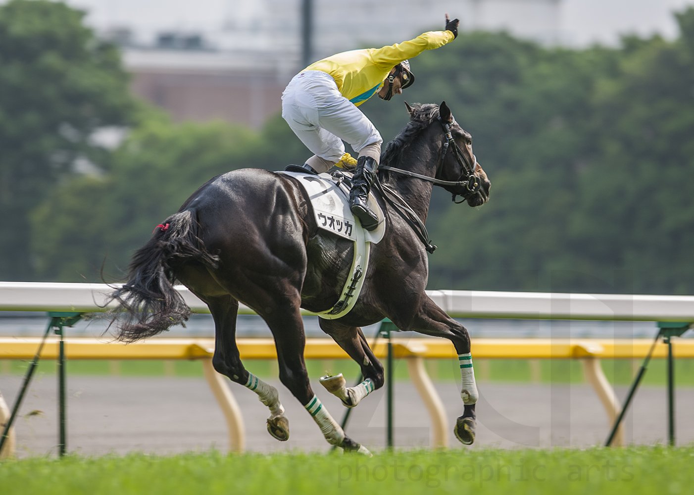 競馬　ウォッカ　フォト　報知 競馬 ウォッカ フォト 報知
