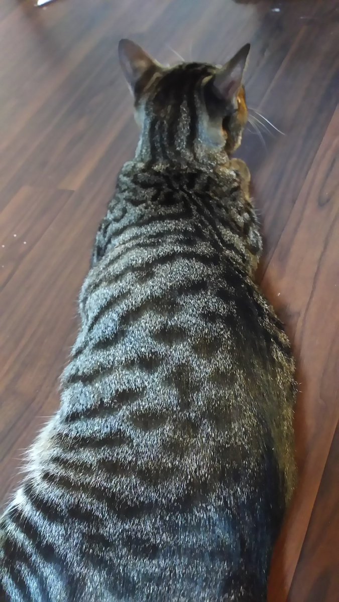 junjun0380's tweet image. コハルちゃんの 柄が めちゃくちゃ キレイで好き～✨