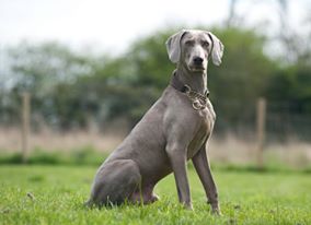 eLearnStrenato's tweet photo. #fun #dogs Because they cheer us up and here at Strenato we all have them! https://t.co/vk9D8KJYwT
