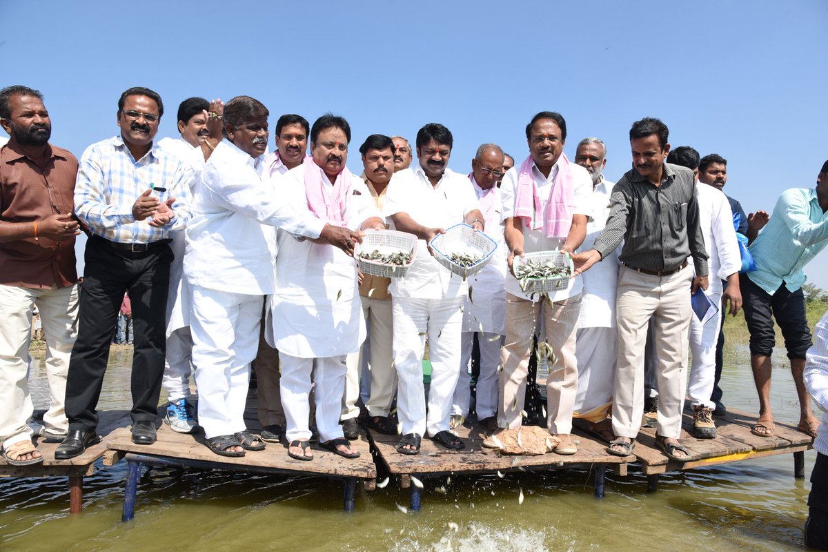 Collector_MBNR's tweet photo. Hon'ble Minister for AH,F,DDC & C Sri Talasani Srinivas Yadav,Hon'ble Minister for Health Sri C.Laxma Reddy,Hon'ble MP released 1 Lakh Fish Seeds into the Yellamma Cheruvu of Polepally village in Kosgi Mandal & addressed Fishermen Awareness Programme.
#FishSeedDistribution. https://t.co/K3bgnb74GX