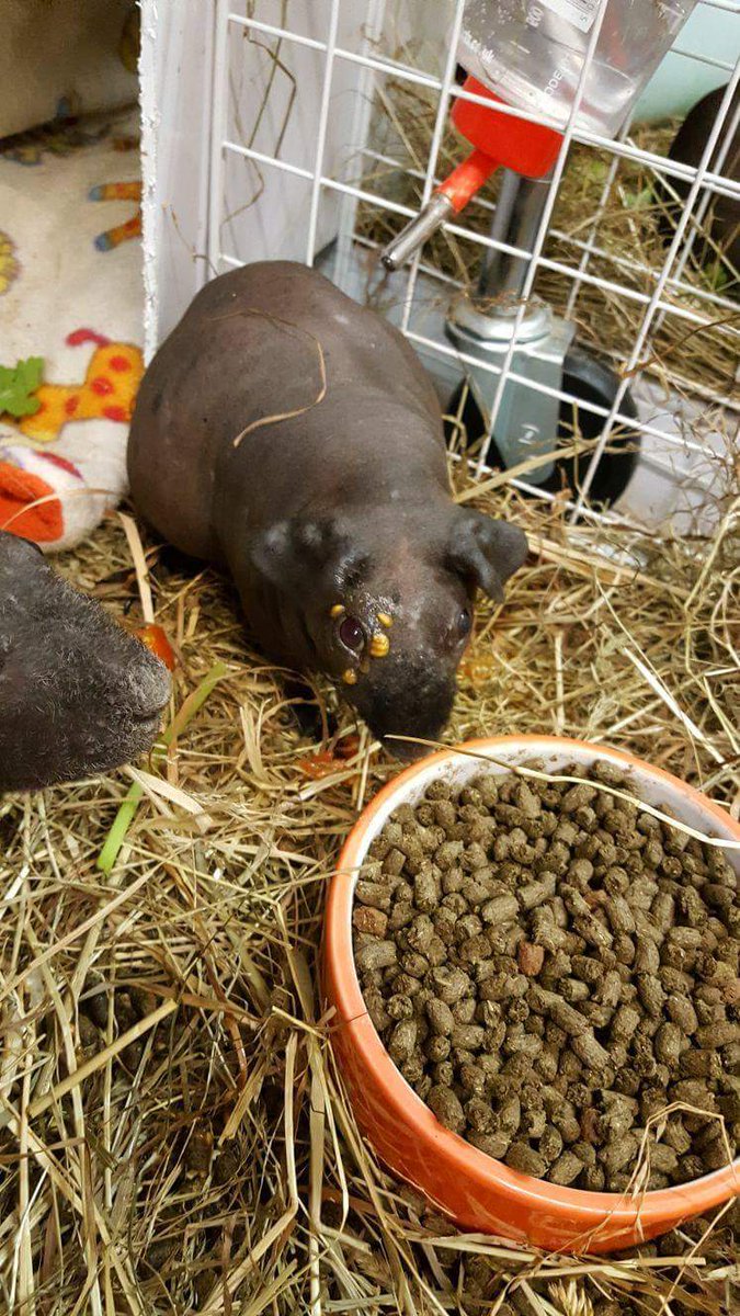 CavyCornerS's tweet photo. Eager Portia just couldn't wait to tuck into her tomato 😊messy girl 😊 https://t.co/kVPITxPsDw