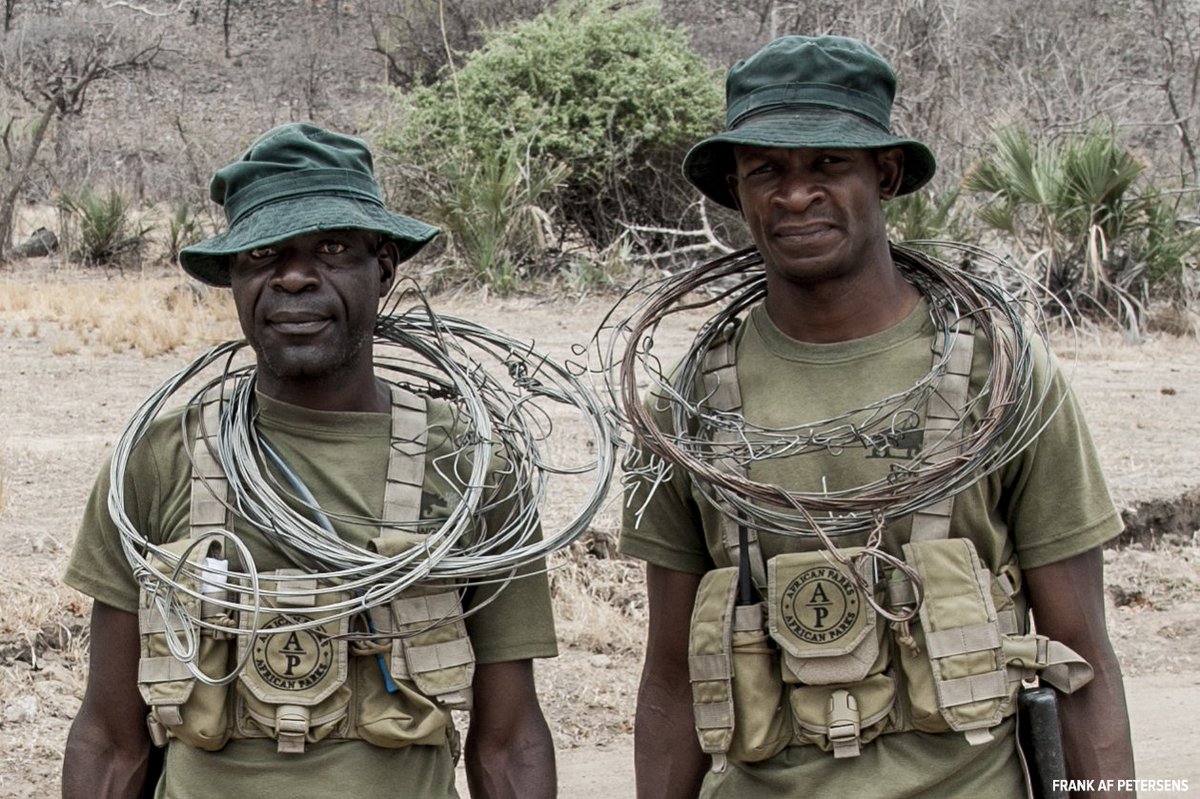 AfricanParks's tweet photo. Snaring has been reduced dramatically in Liwonde National Park in #Malawi, with the removal of 26,000 snares, made possible by our dedicated ranger team, the largest force for any one NGO across Africa #goodnews https://t.co/353kGqgjJC