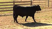 DoubleTFarms's tweet photo. Selling 12\1\17 in Calhoun GA at the Calhoun Bull Evaluation at 12:30 EST.  He is #35 in the sale order.  Take a look at the video of him.  TT UNION 056 215X 263, Angus Reg: 18727172,DOB 9\6\16, CONNEALY UNION 215X, TT MISS LUCY 056.  https://t.co/WgiXUvxQ9A https://t.co/Hw0EqO2J94