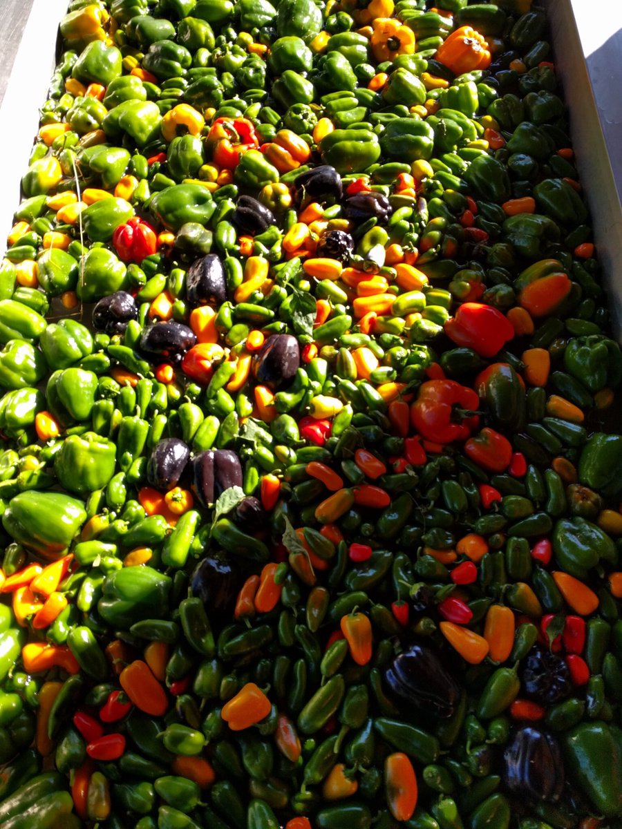funnygirlfarm's tweet image. We still have peppers on peppers, but they won't be around much longer. Come enjoy the sweet and the spicy at the #farmstand 2-6pm today! #farmdurm #seasonextension