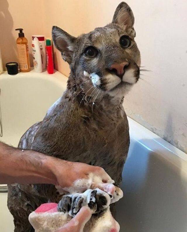 FOUND: Cat was on my porch this morning. Ate 3 big cans of tuna. Was muddy from the rain, so I gave him a bath. If you know of anyone who is missing a Tabby (?) South of Berthoud, CO tell them to PM me. #kittycat #hardtopickup #goldrush