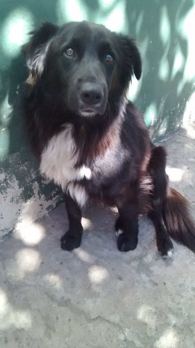 itsool's tweet photo. BUSCAMOS HOGAR PARA RAMIRO!! 🐶

Lo rescatamos de un accidente, anda joya ahora, pero necesita un hogar estable que le de amor. Cualquier persona que necesite un compañero, Ramiro es ideal, cariñoso y juguetón  💕💕

En Rosario (zona norte) manden md. RT tambien 💖 https://t.co/bdA2TABGPI