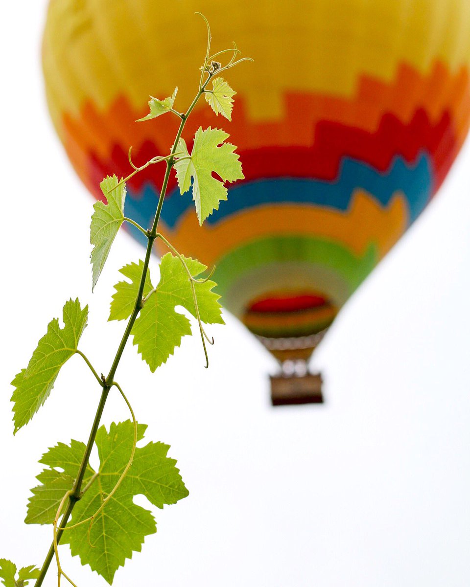 TemeculaLF's tweet photo. Temecula Life photography. https://t.co/O0B7EAGr5h