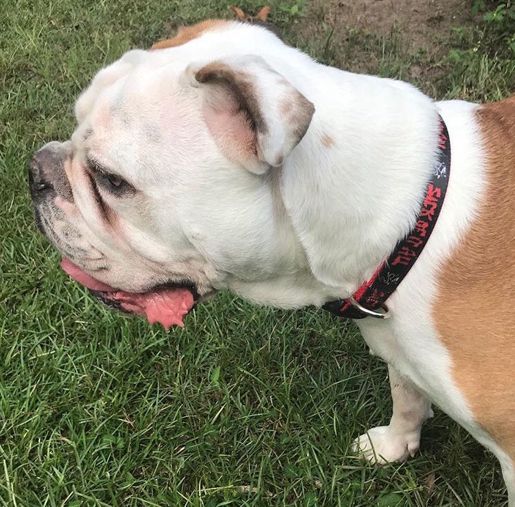 caninus_collars's tweet photo. Benson holding it down in the Sick of it All collar #caninus #caninuscollars #sickofitall #nyhc #benson https://t.co/x8LxtRtCpz