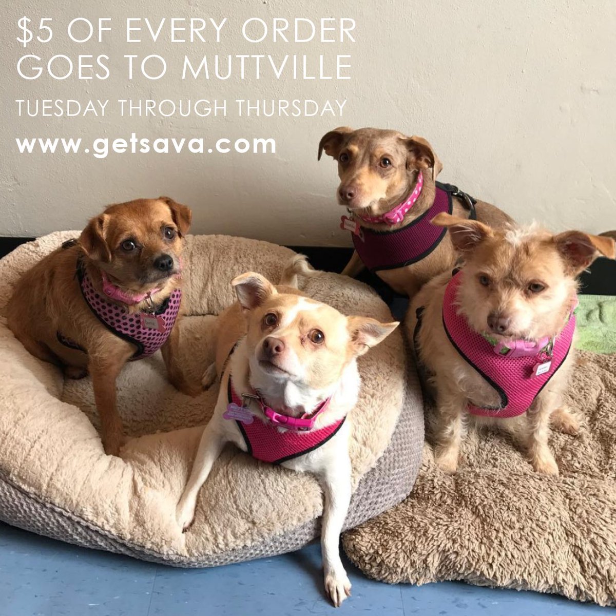 bigrocksf's tweet photo. We love our pups and our #cannabis! TODAY @getsava is giving $5 from every order to Muttville Senior Dog Rescue! @muttvillesf helps dogs aged 7+ find forever homes. Learn more at https://t.co/zdhg9qkwZj!  #getsava #adoptadog https://t.co/mSQvsglc1T