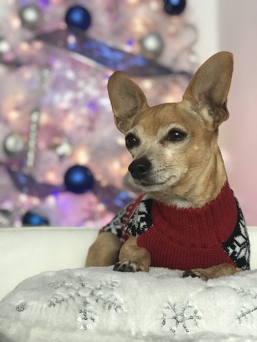 DukeLittleman's tweet photo. Merry Christmas guys!!!!!!!!❄️🎄❄️🎄❄️🎄❄️❄️❄️🎄❄️🎄❄️❄️🎄❄️❄️🎄🎄❄️🎄🎄🎄❄️❄️🎄❄️🎄 https://t.co/q2i7tU6Mo2