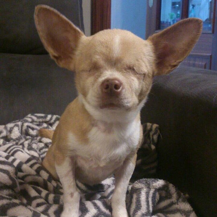 adoptaunavidaMD's tweet photo. Un caso muy especial: CHIQUI, otra pequeña utilizada como objeto de producción en un criadero. Toda su vida encerrada en una jaula, atropellada en medio de la carretera, con chip de Eslovaquia y múltiples heridas de haber parido varías veces..  Se merece una oportunidad💔 https://t.co/h8w1j4dtGP