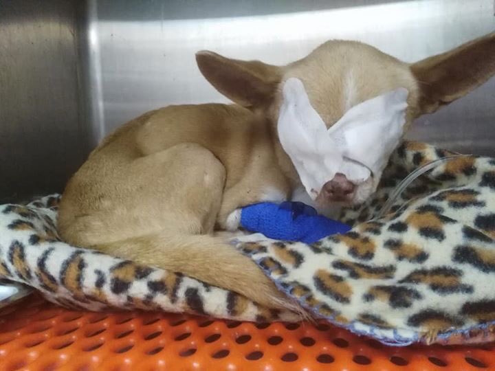 adoptaunavidaMD's tweet photo. Un caso muy especial: CHIQUI, otra pequeña utilizada como objeto de producción en un criadero. Toda su vida encerrada en una jaula, atropellada en medio de la carretera, con chip de Eslovaquia y múltiples heridas de haber parido varías veces..  Se merece una oportunidad💔 https://t.co/h8w1j4dtGP