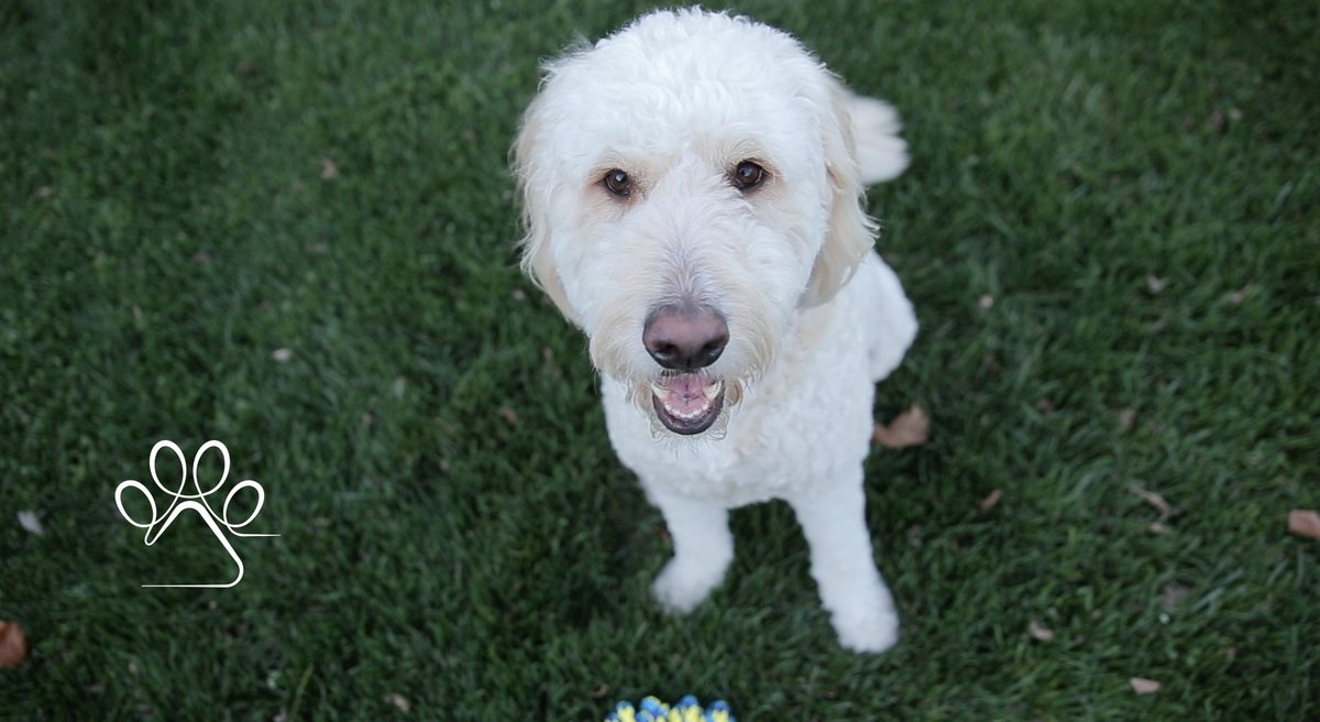 ChordCollar's tweet photo. The Chord collar has several vibration motors that can provide #pets with discrete #behavioral cues and can also provide very precise directional commands. #Haptics #Cmonfeelthenoise #connectwithyourpet https://t.co/MqUIgqjv8I https://t.co/7HeWvTqSWB