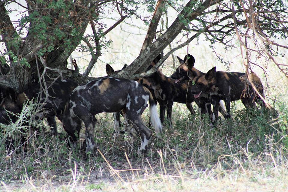 Wildfowl at Serengeti park
Email us: info@taitravellers.com
#tanzaniawildlife #tanzaniasafaris #gamedriveinserengeti #tanzaniaparks