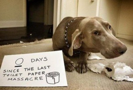 ControlnRoll's tweet image. Don&apos;t dog shame. Buy Control n Roll instead. Visit us now at ControlNRoll.com. #dogsofinstagram #dogsoftwitter