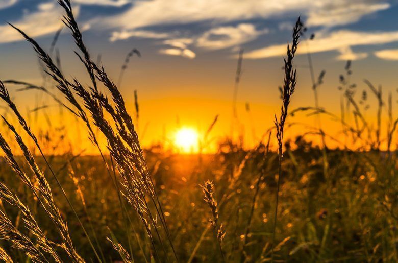 agroalimentando's tweet photo. Agricultura de precisión: la semilla de una nueva revolución agrícola https://t.co/f8Dxnrzqhv https://t.co/DC44E42olX