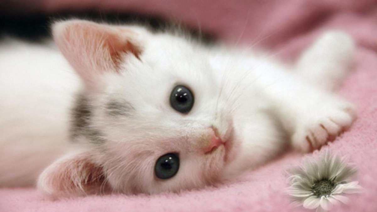 CuteCatRepublic's tweet photo. #Tall, dark and handsome was hot. #Tall, dark, and handsome with a nestled #kitten? #Atomic. #ChloeNeill #ANestledKitten https://t.co/rM1MikInar
