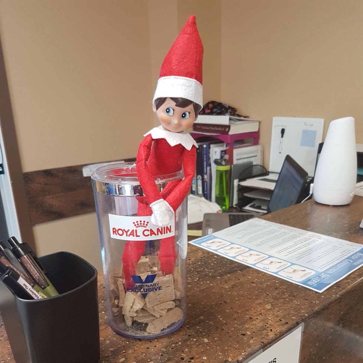 cypressviewvet's tweet photo. We drew from the names and we are excited to introduce...
Zippy!
Today we caught him in the cookie jar! Watch for our daily pictures at 12pm until Christmas Day!
#elfontheshelf #vetelf https://t.co/HLe8TP0Iod