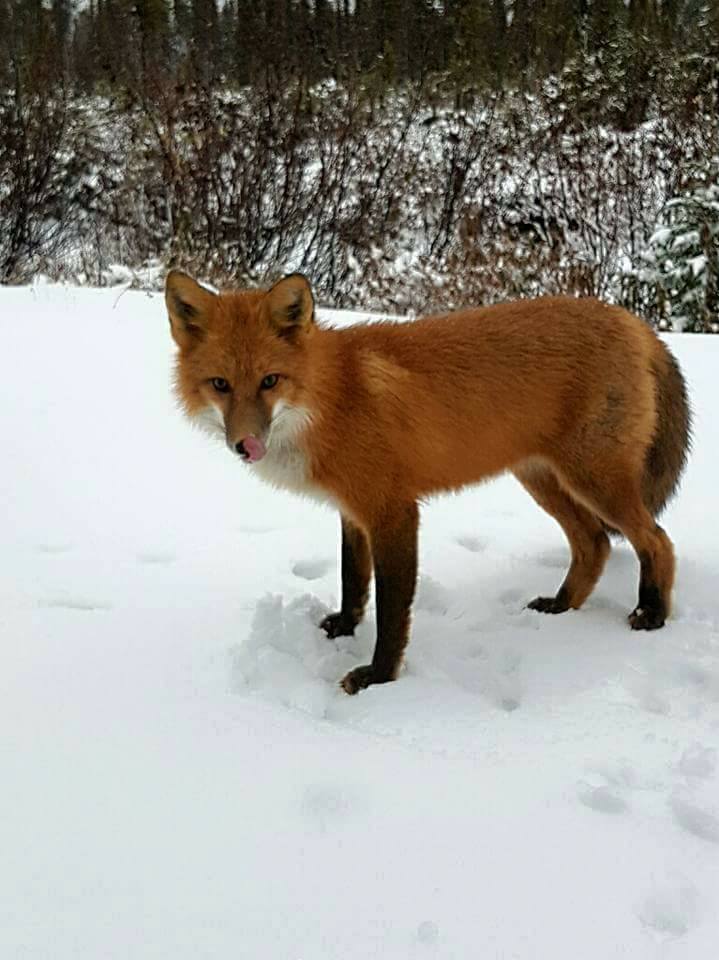 Beautiful #redfox very happy to enjoy the #snow! Photo: Catherine Beaudoin #EeyouIstchee #BaieJames #ExploreCanada #animalsphoto #QuebecOriginal #North