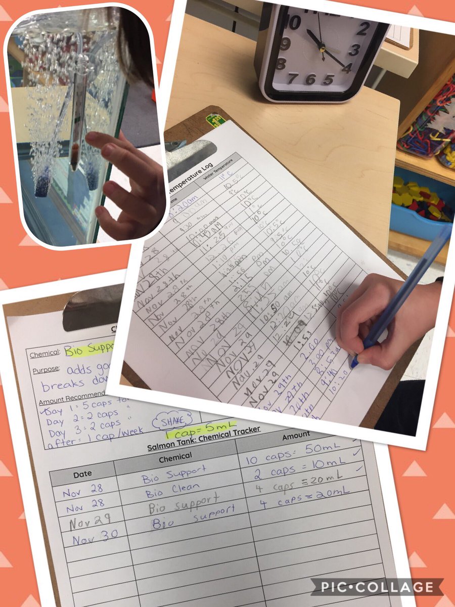 MissStickley's tweet photo. Lots of daily math involved in taking care of our salmon! #sccdsb #OurClassHatchery #LifeInGrade23 https://t.co/sT4AAjA2AI