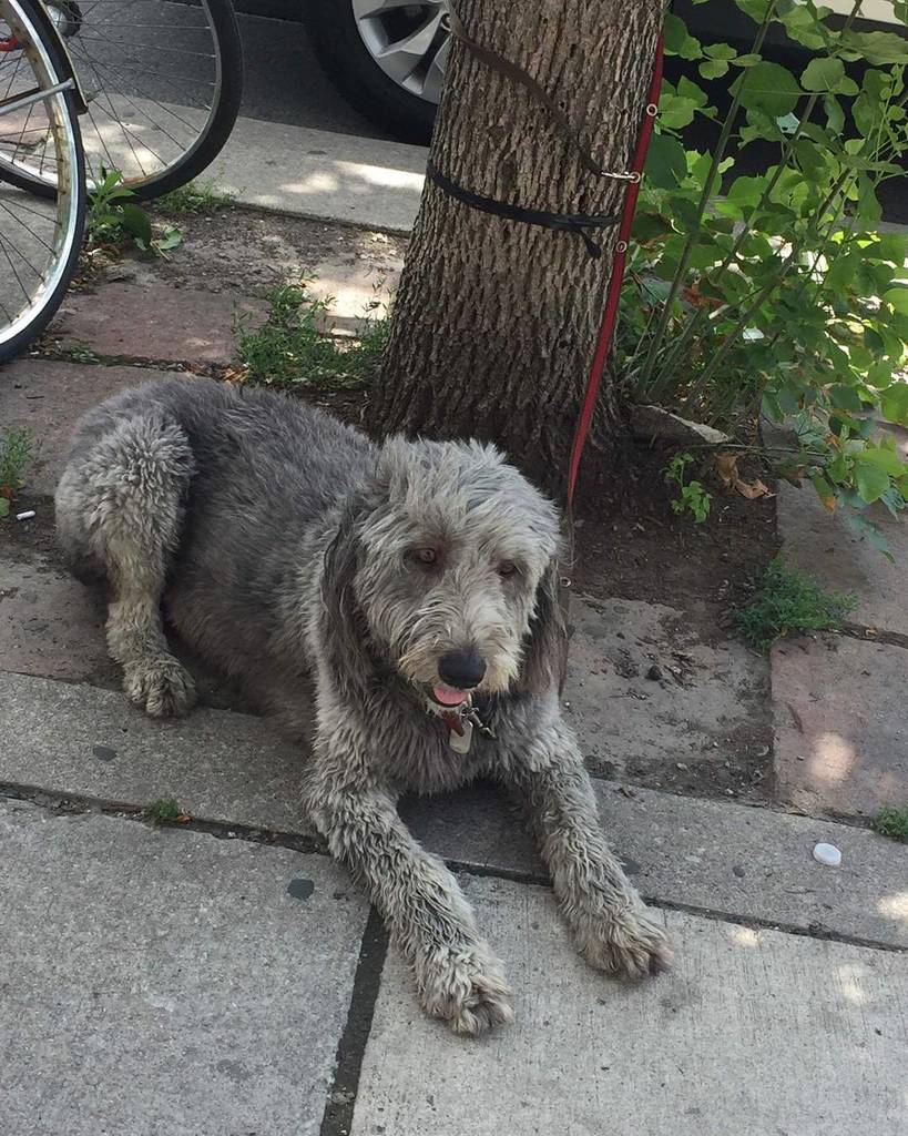 Dogs_Waiting's tweet photo. Shaggy 'do!
📷 @elizzio 
#dogswaitingpatiently #dogsoftoronto #dwp #dogs #dogsofinstagram #petsofinstagram #petsoftoronto #breedlove #petlove #toronto #bestfriend #happydog #happy #goodboy #guarddog #fluffy #bigdogs #fuzzbud #waitingdogs https://t.co/X5Q8GKOpXp