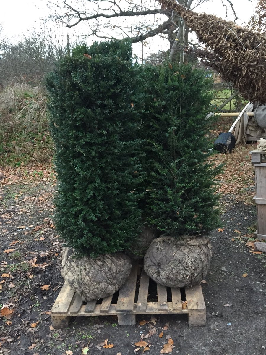 ArbourLandSol's tweet photo. #Taxuscubes #Magnolia &amp; #Singlestem #Birches just a small selection of lovely stock heading to #gardendesigners &amp; #landscapers around the #UK tomorrow. https://t.co/E4lsYEO00c