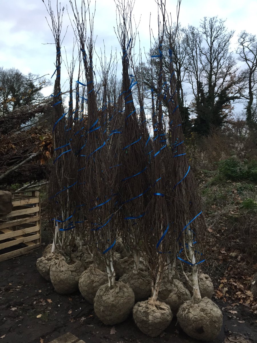 ArbourLandSol's tweet photo. #Taxuscubes #Magnolia &amp; #Singlestem #Birches just a small selection of lovely stock heading to #gardendesigners &amp; #landscapers around the #UK tomorrow. https://t.co/E4lsYEO00c