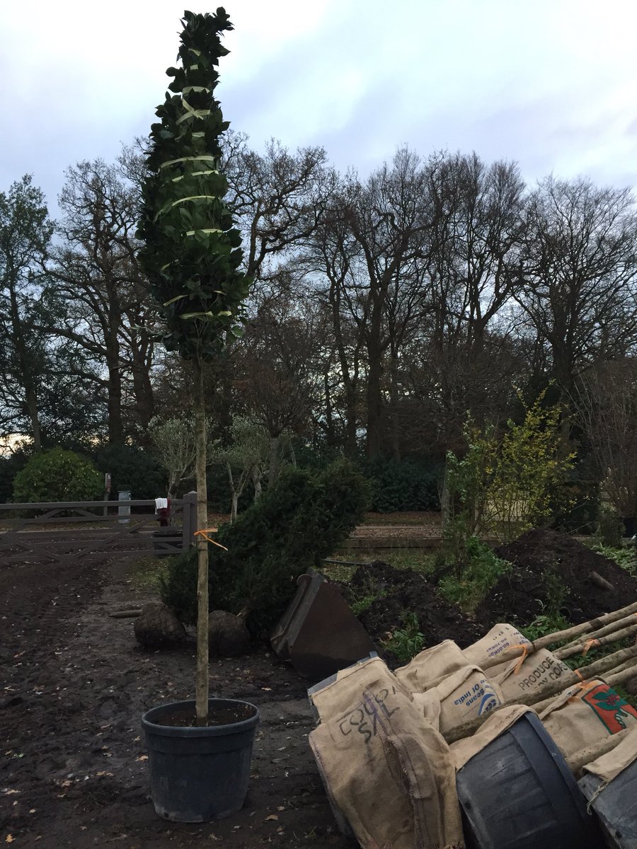 ArbourLandSol's tweet photo. #Taxuscubes #Magnolia &amp; #Singlestem #Birches just a small selection of lovely stock heading to #gardendesigners &amp; #landscapers around the #UK tomorrow. https://t.co/E4lsYEO00c