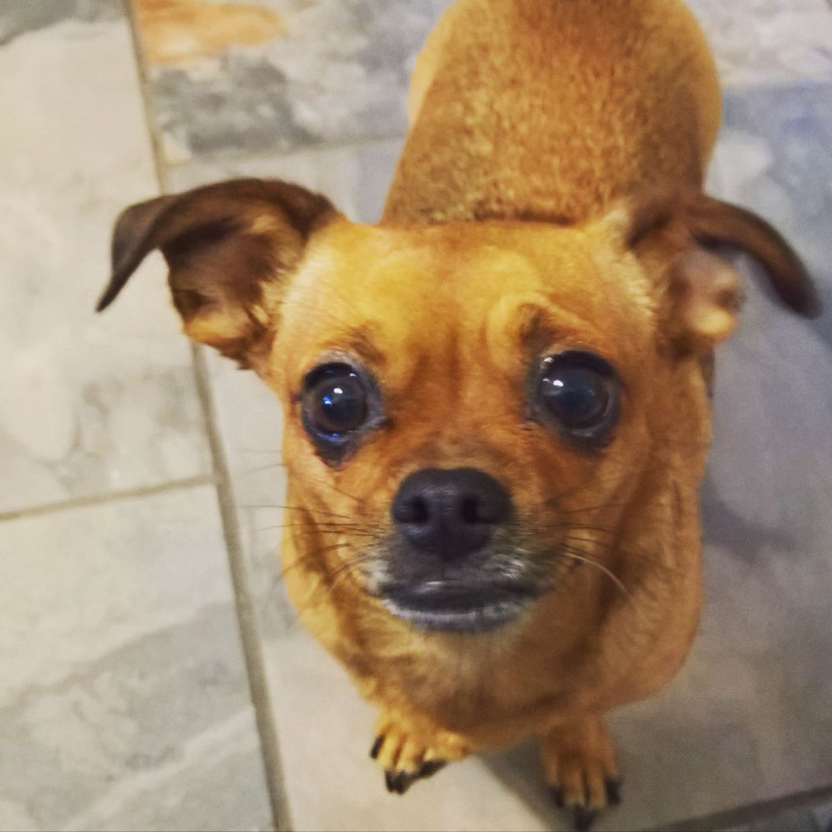 TammieMcShell's tweet photo. I just wanna tweet pictures of my kids cause they're the cutest #furbabies #furmama https://t.co/5h1816KDxT