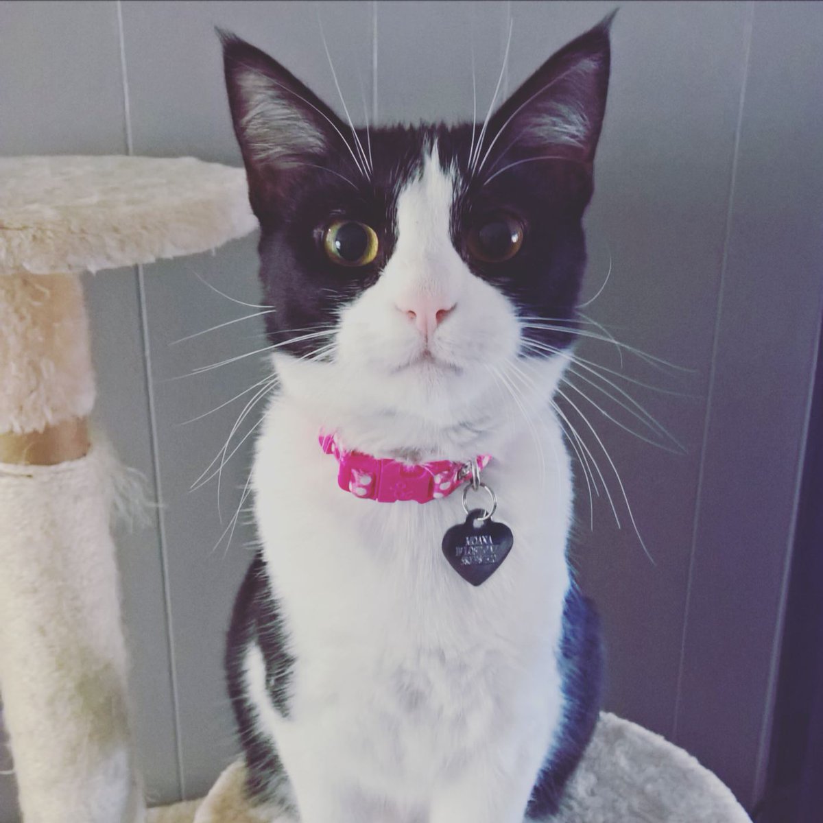 TammieMcShell's tweet photo. I just wanna tweet pictures of my kids cause they're the cutest #furbabies #furmama https://t.co/5h1816KDxT