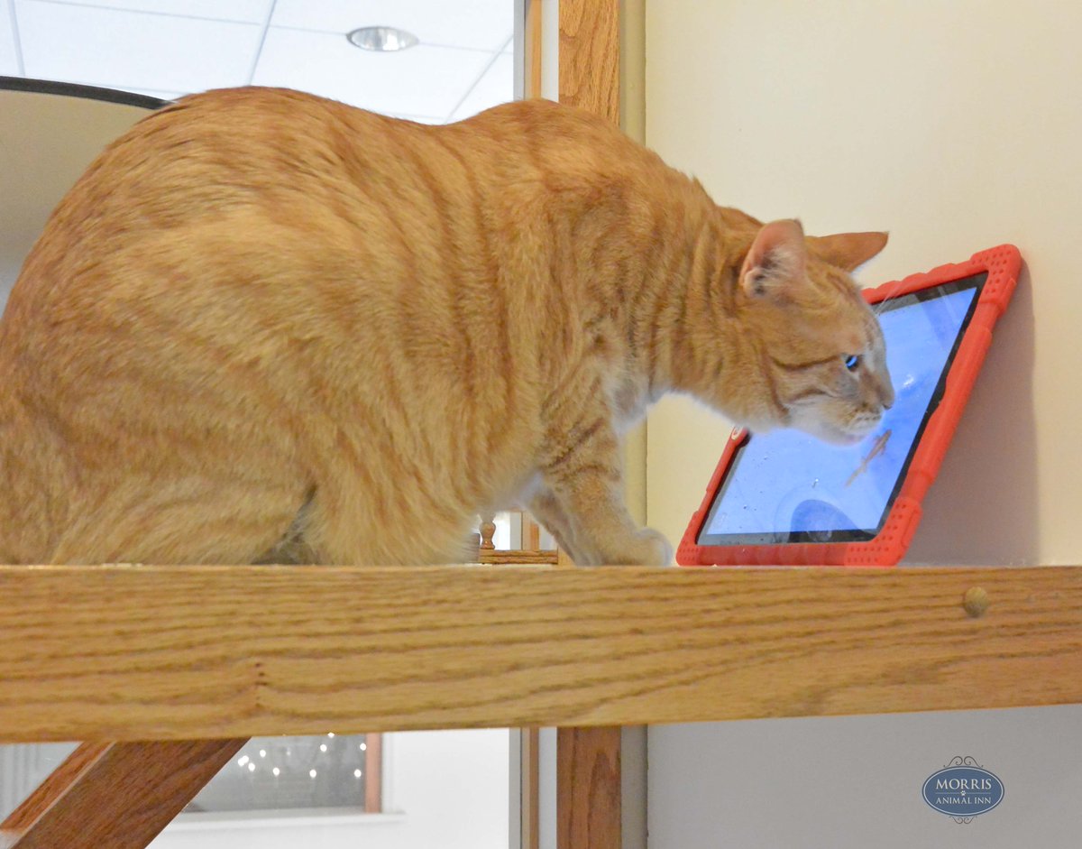 morrisanimalinn's tweet photo. Eleven-year-old Tigger stays busy during his customized stay. The crazy cat tablet game, belly rubs and his teaser sessions are a few of his activities! #morrisanimalinn #cats #lodging #customizedstay #pethotel https://t.co/rFui0fQtYe