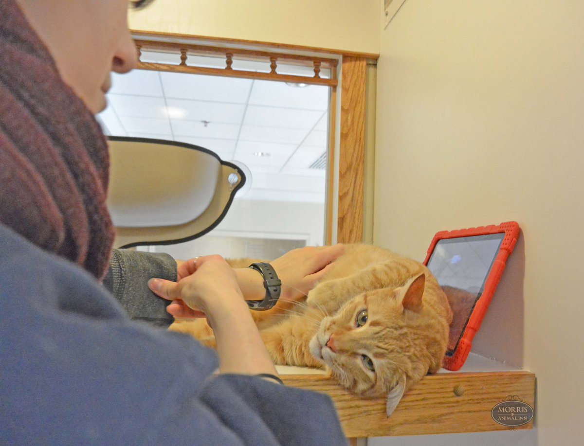 morrisanimalinn's tweet photo. Eleven-year-old Tigger stays busy during his customized stay. The crazy cat tablet game, belly rubs and his teaser sessions are a few of his activities! #morrisanimalinn #cats #lodging #customizedstay #pethotel https://t.co/rFui0fQtYe