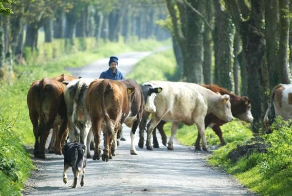 AgriAware's tweet image. Someone should always know where you’re when working on the farm, particularly when you’re working alone #FarmSafetyFriday