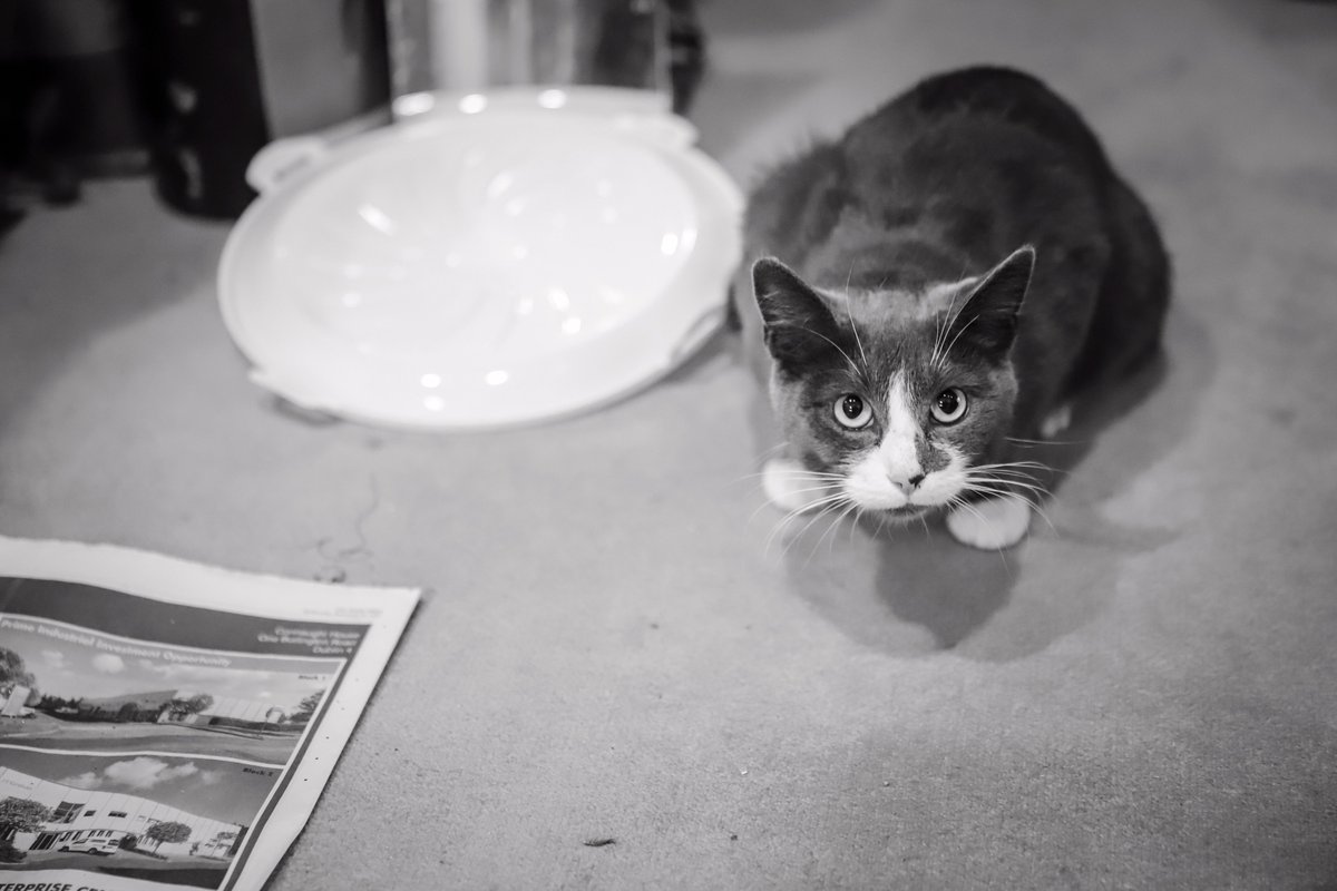 Somebody is excited for The Red Shoes! 😻👠
Previews begin this evening! 

#LoveRedShoes