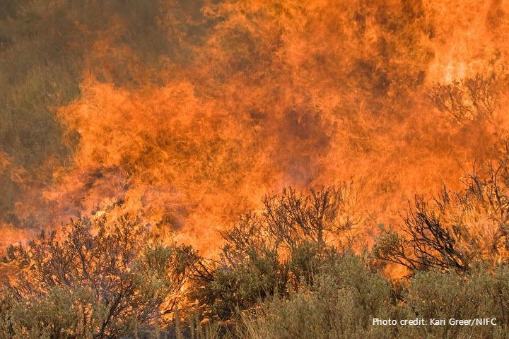 nature_wonks's tweet image. Catastrophic wildfires are now larger, more frequent &amp;amp; costlier. In the next disaster bill, Congress must fix the way the U.S. pays to fight wildfires, @Nature_Florida’s director @TNCFlorida tells @dbnewsjournal: bit.ly/2zRwZ4k #FireFix