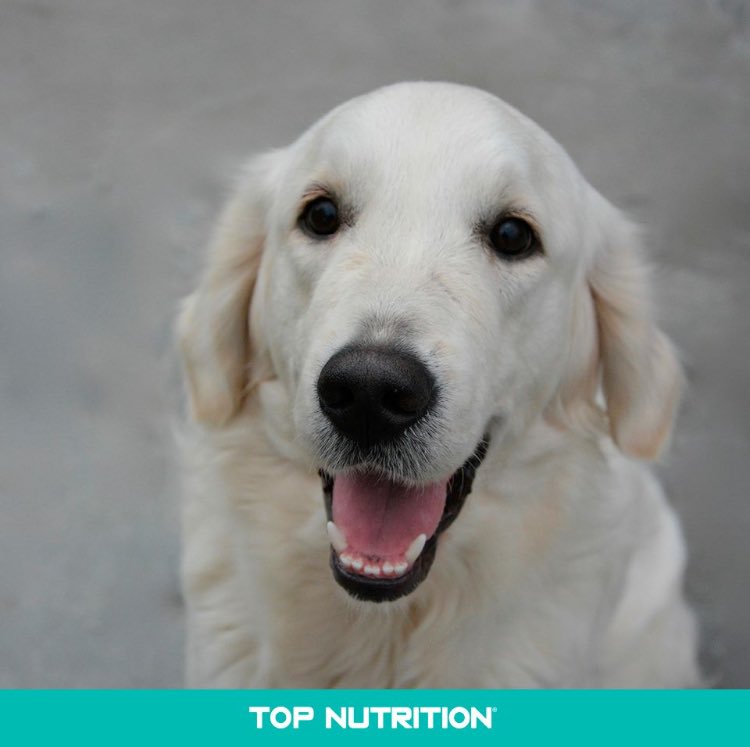 TopNutritionAr's tweet photo. Cara de sorpresa, cuando te enteras que es hora de TOP NUTRITION. #TopNutrition #SuperPremium https://t.co/cIhtkgnzGw