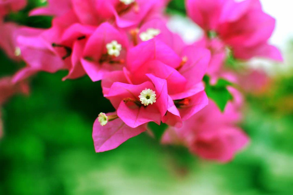 techwikivlog's tweet image. We should start to focus and enjoy small things rather than worrying and complaining about life. #nikon #nikonphotos #nikonphoto #nikond3200 #nature #flower #life #lifescience #photographer #photography ift.tt/2kcBpvE