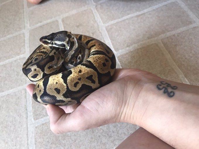 @HotMovies This is my ball python. His name is Kaa https://t.co/5Hv3eibCMA<a class="tags" href="/tag/hotmovies">@hotmovies</a><a href="/tag/cali"class="tags"><span>#cali</span></a>