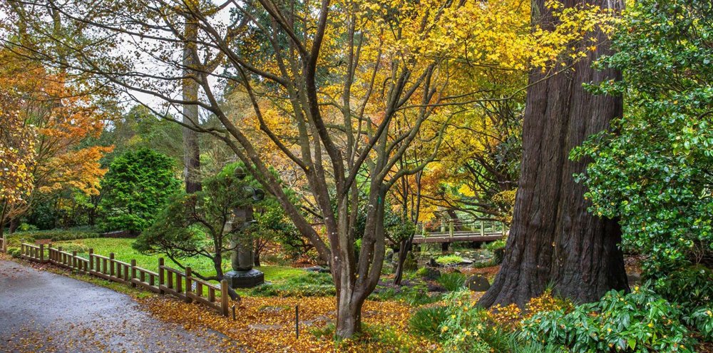 GardenDesignMag's tweet photo. Wanna go for a walk? Fall is at peak color at @SFBGS  and we're in love! Photo by @saxonphoto #Autumn in #SanFrancisco https://t.co/VMo4KoY2wg https://t.co/YO5D2e8Hk8