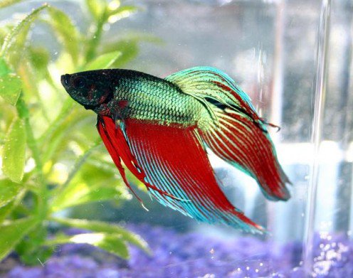 These are the best fish for a 10-gallon tank

pethelpful.com/fish-aquariums…